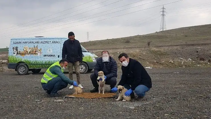 Pursaklar Belediyesi sokak hayvanlarını unutmadı