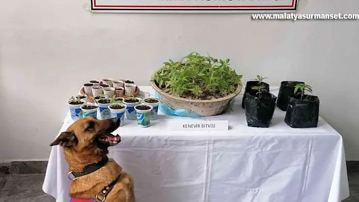 Rize'de uyuşturucu operasyonu: 2 gözaltı