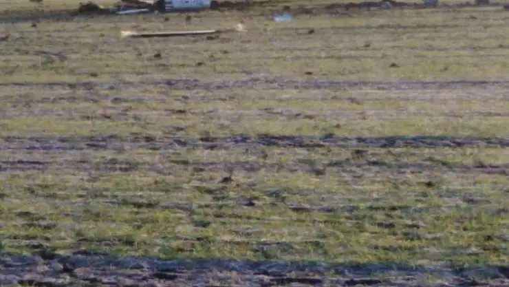 Rus askeri helikopteri takla atarak düştü  2 ölü