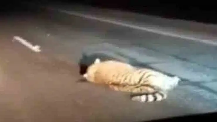 Rusya'da nesli tükenmekte olan kaplana araba çarptı