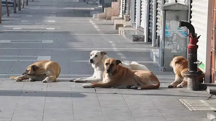 Sahipsiz Köpek Saldırılarına Karşı Yasal Önlemler Artıyor!