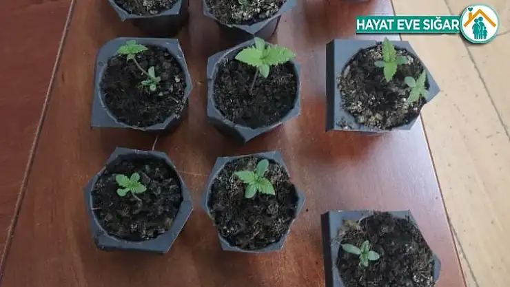 Saksıda Hint keneviri yetiştiren bir kişi yakalandı