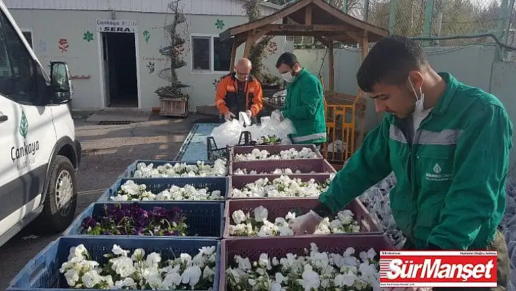 Salgın nedeniyle evde kalan vatandaşların balkonu menekşe ile süslenecek