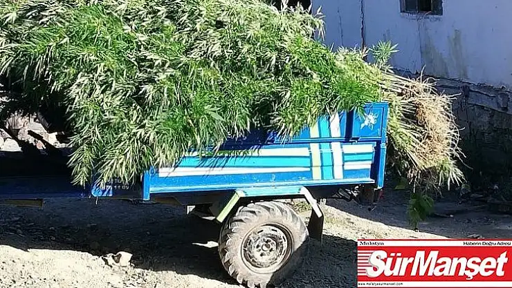 Samsun'da 10 kilo kubar esrar ile bin 658 kök kenevir ele geçirildi