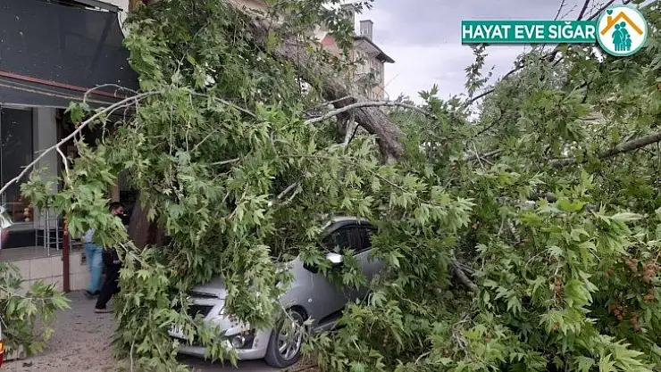 Şiddetli rüzgar ağaçları devirdi