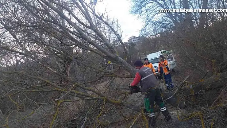 Şiddetli rüzgar ağaçları devirdi