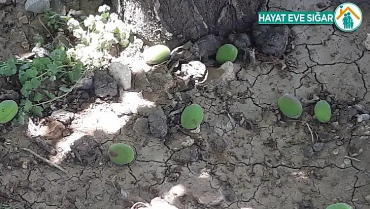 Şiddetli rüzgar kayısı bahçelerine zarar verdi