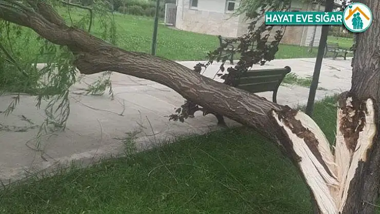 Şiddetli rüzgara dayanamayan ağaç kırıldı