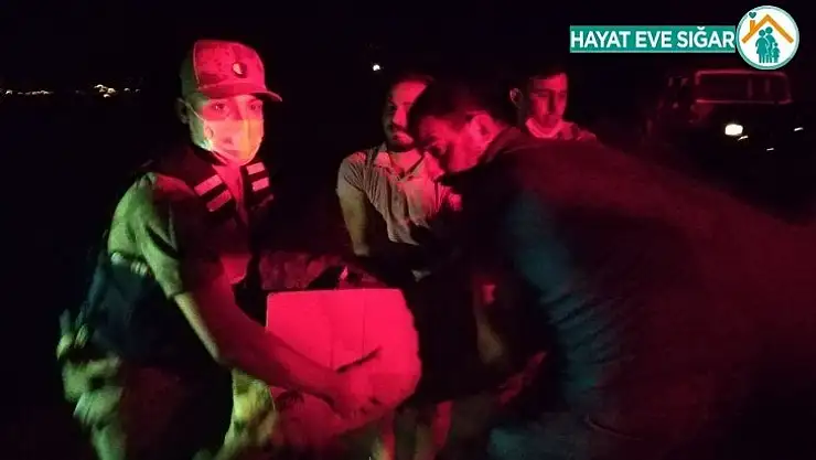 Silahla vurulan köpeğe jandarma sahip çıktı