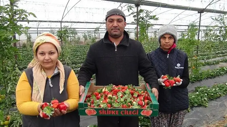 Silifke'de kış ortasında çilek hasadı