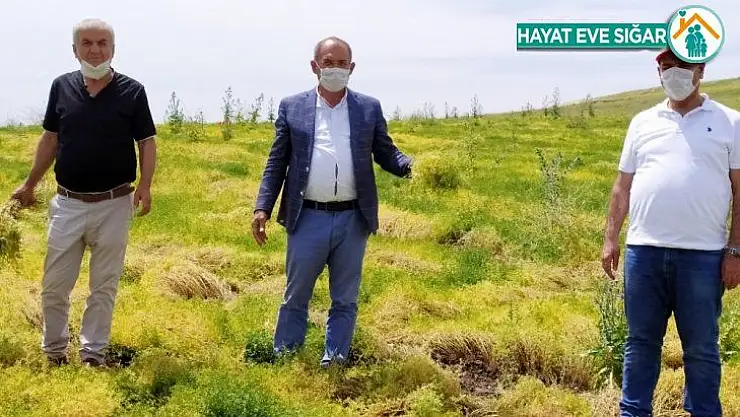 Silvan'da sarı mercimek üretimine başlandı