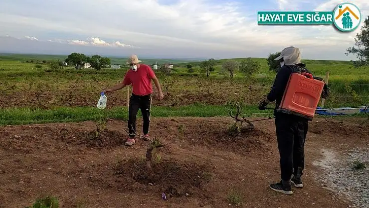 Silvan'da üzüm bağları ilaçlanıyor