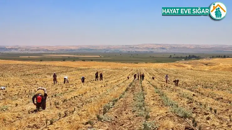 Silvan'daki mor tarladan lavanta hasadı yapıldı