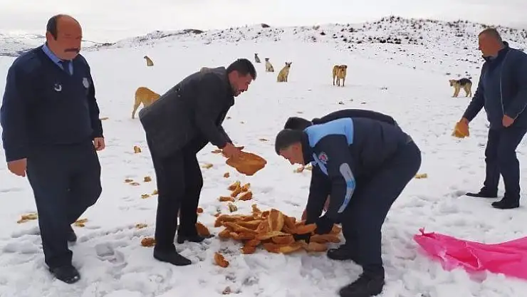 Sincan Belediyesi soğuk havada sokak hayvanlarını unutmadı