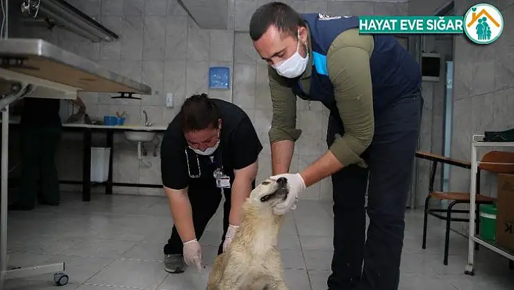 Sincan'da 20 günde 100 köpek kısırlaştırıldı