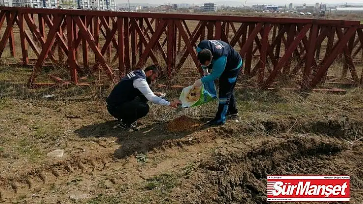 Sincan'da sokak hayvanlarına mama desteği
