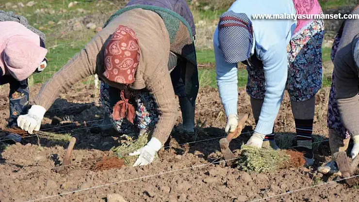 Sındırgı'da kök boya bitkileri toprakla buluşuyor