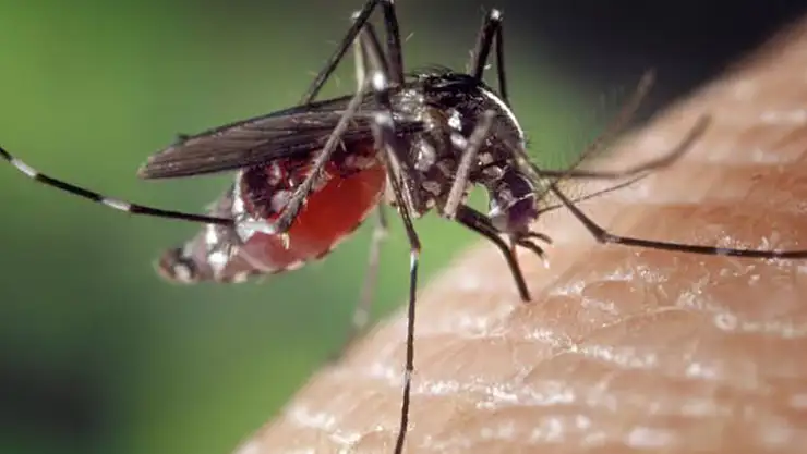 Sivrisinek Kaynaklı Bu Hastalıktan Nasıl Korunabiliriz?