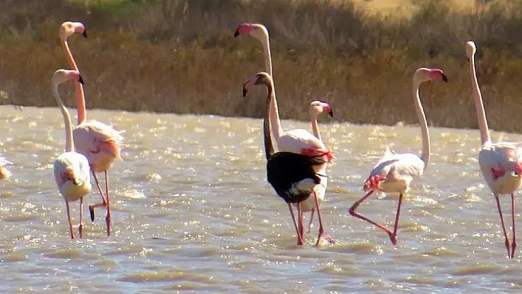 Siyah flamingo tekrardan Türkiye'de