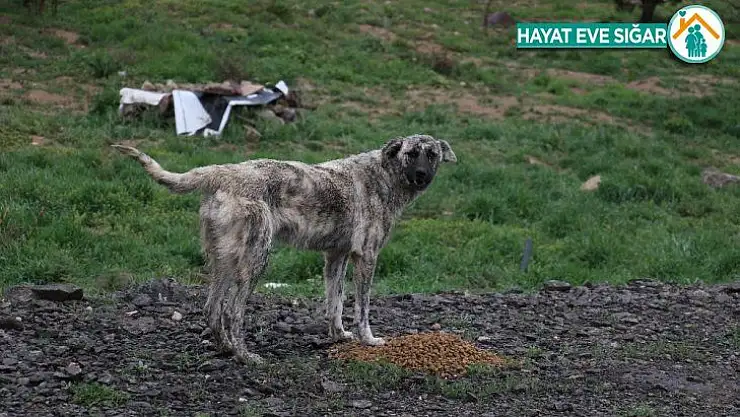 Sokağa çıkma kısıtlamasında hayvanlar unutulmadı