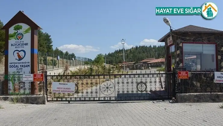 Sokak hayvanlarına şefkat eli