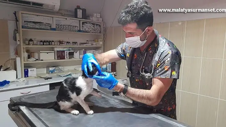 Sokak hayvanlarına yönelik çalışmalarını sürdürüyor