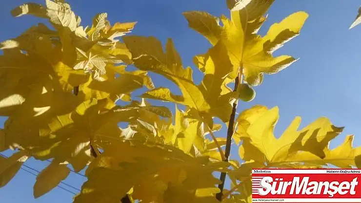 Sonbaharda incir ve armut ağacı meyve verdi