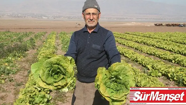 Su çekildi, nehir kenarında tarım başladı