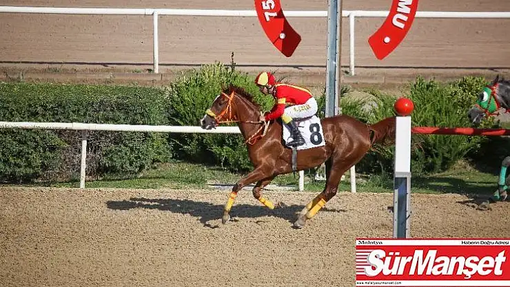 Sultansuyu Harası Kupaları toplamaya devam ediyor