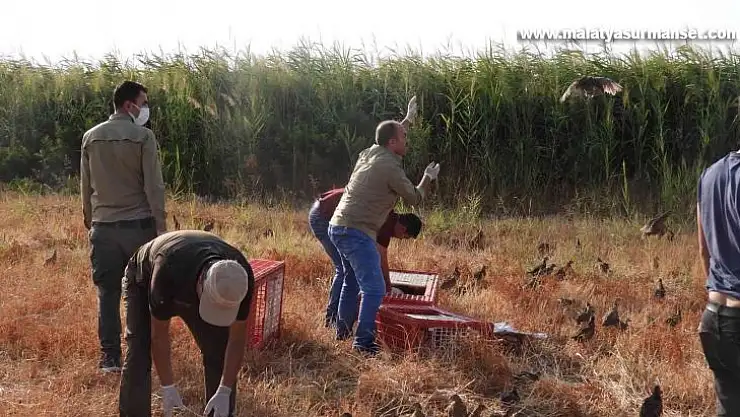 Sülünler doğaya bırakıldı