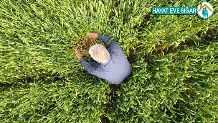 Süne ile mücadele başladı