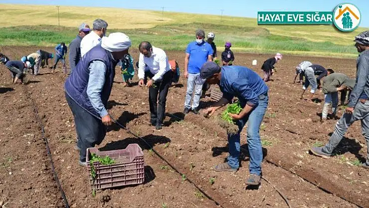 Sur Tarım ve Orman Müdürü Akbaş, tarım işçilerini ziyaret etti