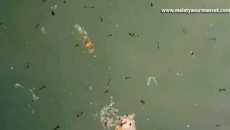 Süs havuzlarında haşereler üredi