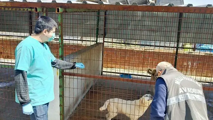 Tarım ve Orman Bakanlığı sokak hayvanları için harekete geçti