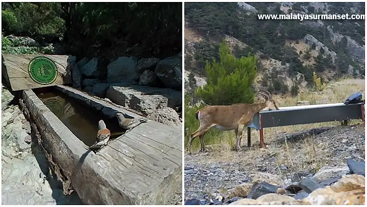 Tarım Ve Orman Bakanlığı Yaban Hayvanlarına Can Suyu Oluyor