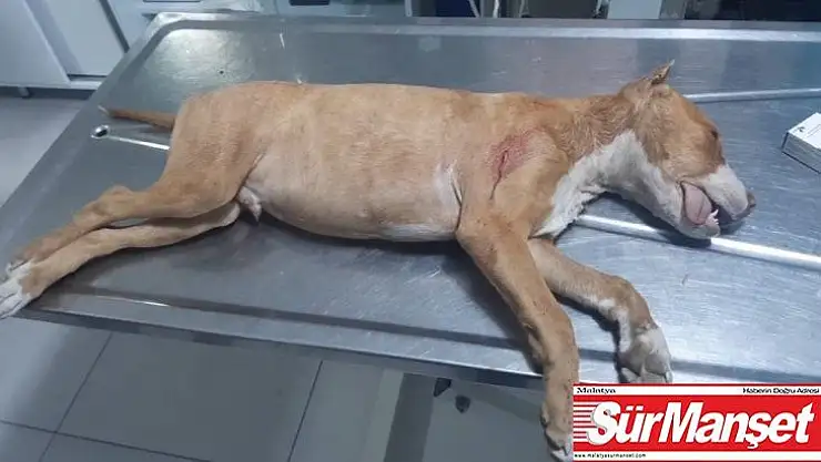 Tartıştığı gençlerin köpeğini bıçaklayarak öldürdü