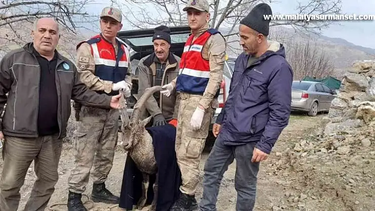Tedavisi tamamlanan dağ keçisi doğaya salındı