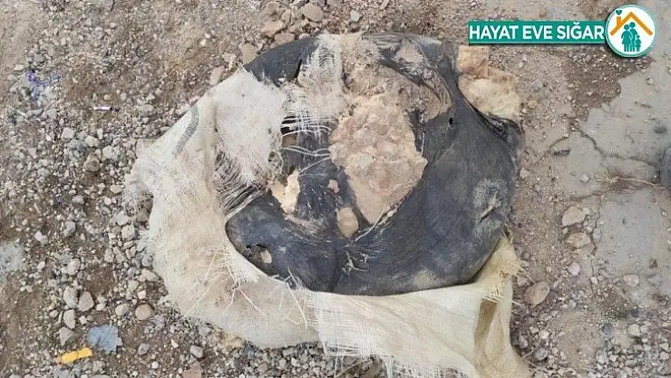 Telabyad'da 60 kilogram patlayıcı ele geçirildi