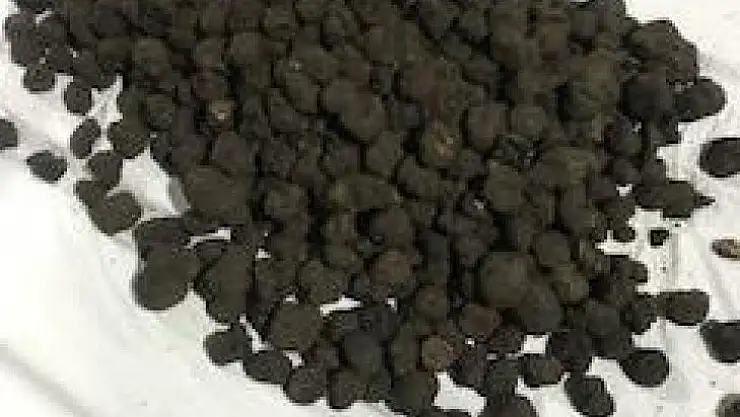 Ticaret Bakanlığından 'trüf mantarı' ihalesi