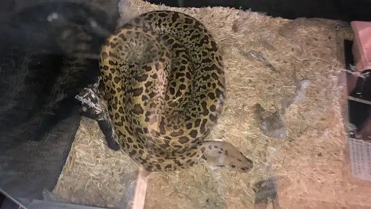 Ticareti yapılmak istenen piton ve parmak maymuna el konuldu