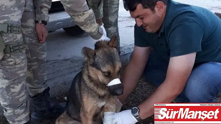 Türk Ordusu, her canlının yarasını sarıyor