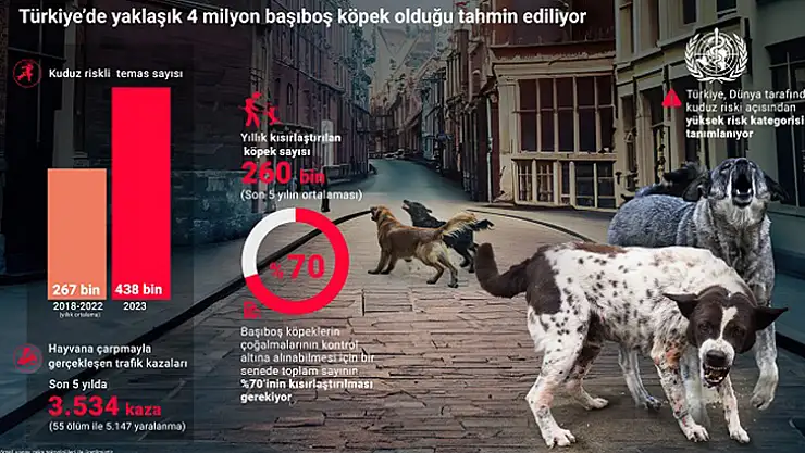 Türkiye'de Yaklaşık 4 Milyon Başıboş Köpek Olduğu Tahmin Ediliyor