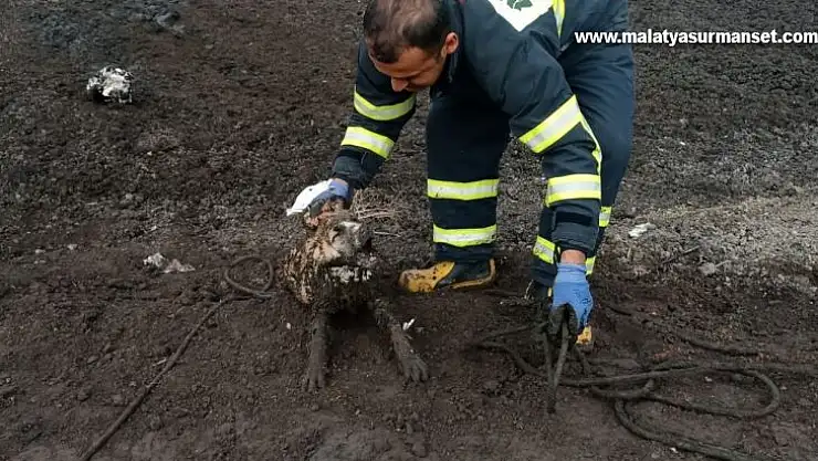 Üç köpek balçıkta mahsur kaldı