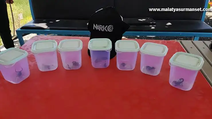 Uyuşturucu beklerken zehirli akrepler ele geçirildi