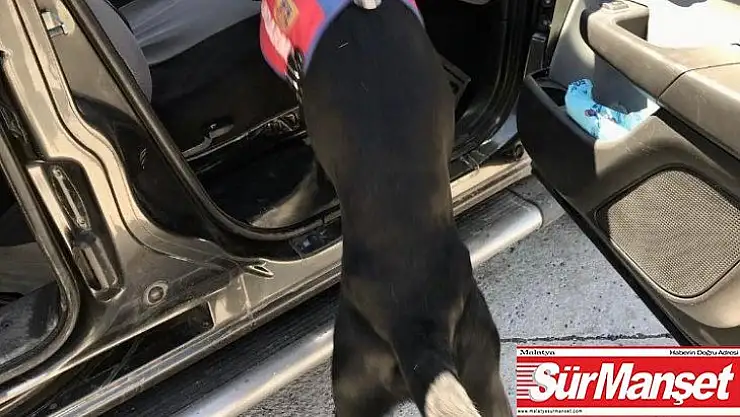 Uyuşturucu tacirleri Narkotik Köpeği 'Salgın'a takıldı