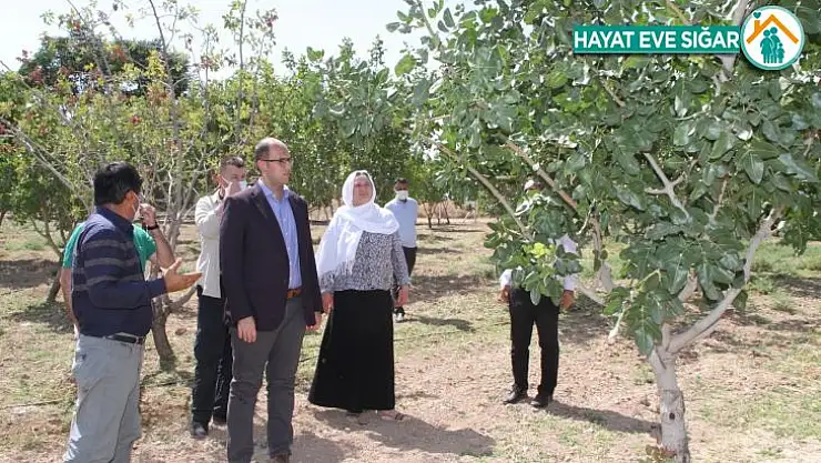 Vali Karaloğlu'ndan Bismil'de fıstık yetiştiricilerine aşılama desteği