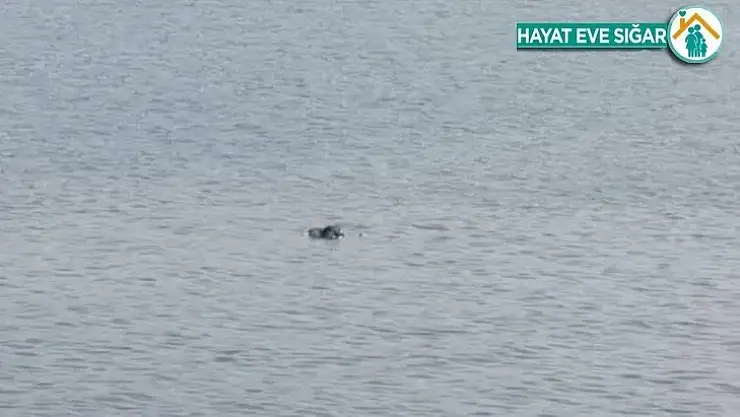 Van Gölü'nde 2 ceset daha bulundu