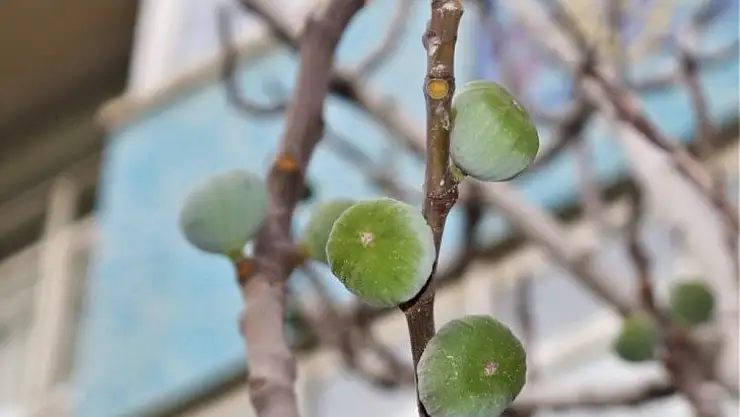 Van'da incir ağacı aralık ayında meyve verdi