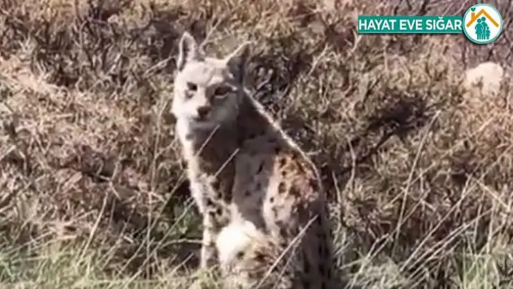 Vaşak önce ağaçta görülmüştü, şimdi pusuda görüntülendi