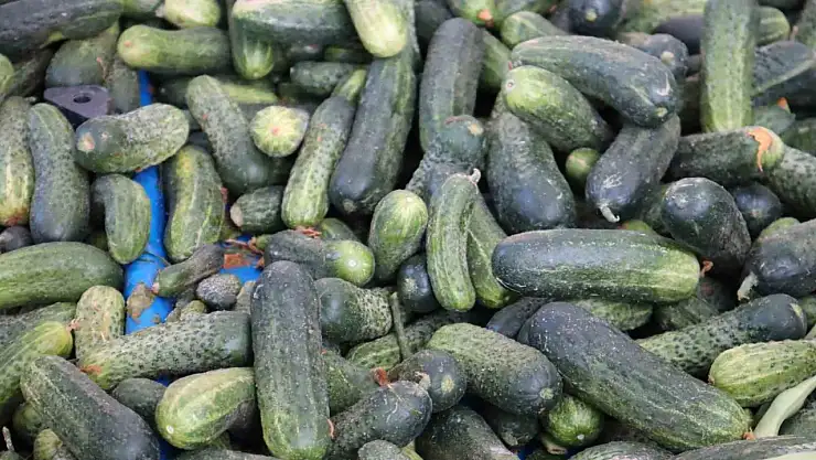 Vatandaş hıyardan vazgeçemiyor